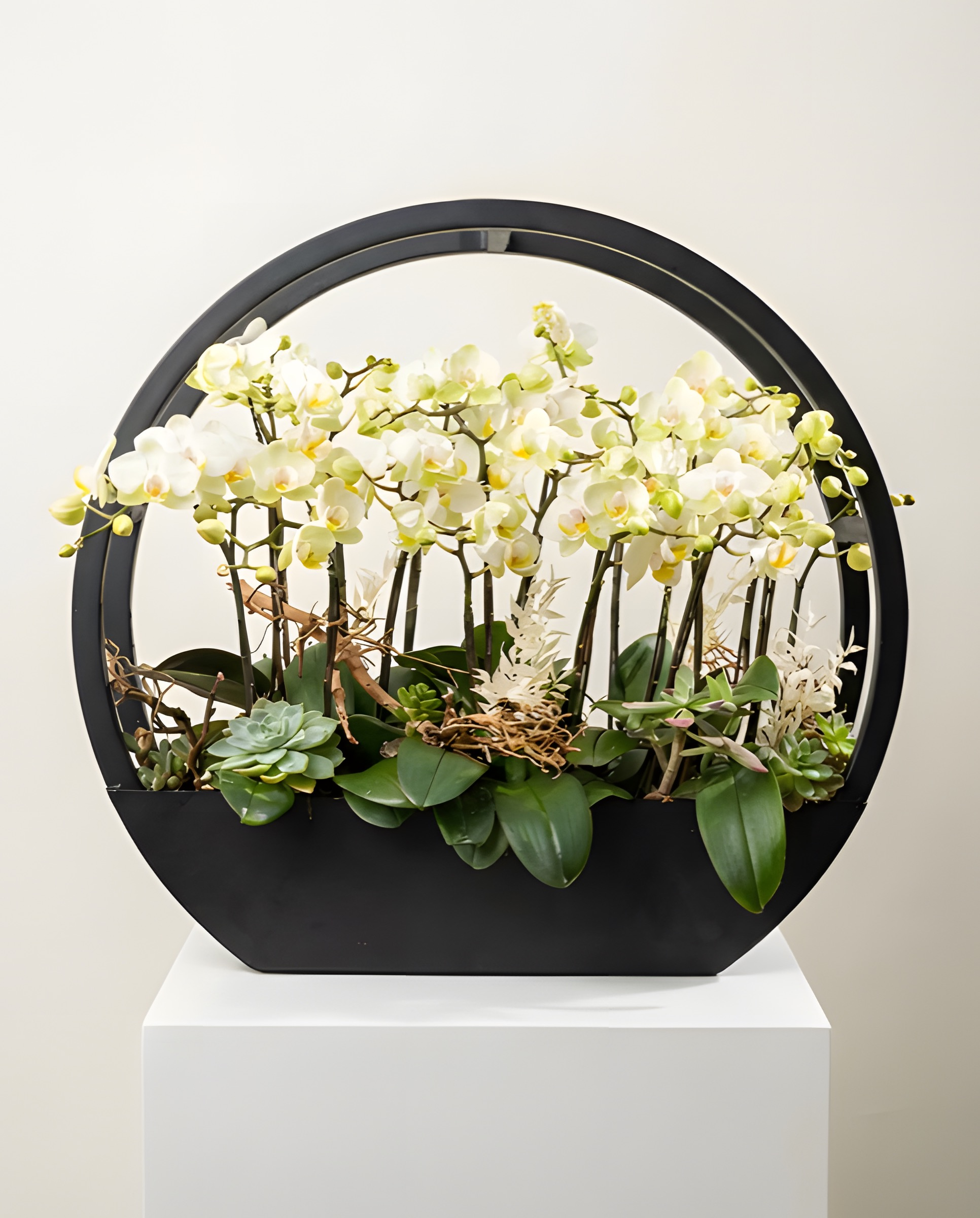 皓月千里・典雅米黃蘭