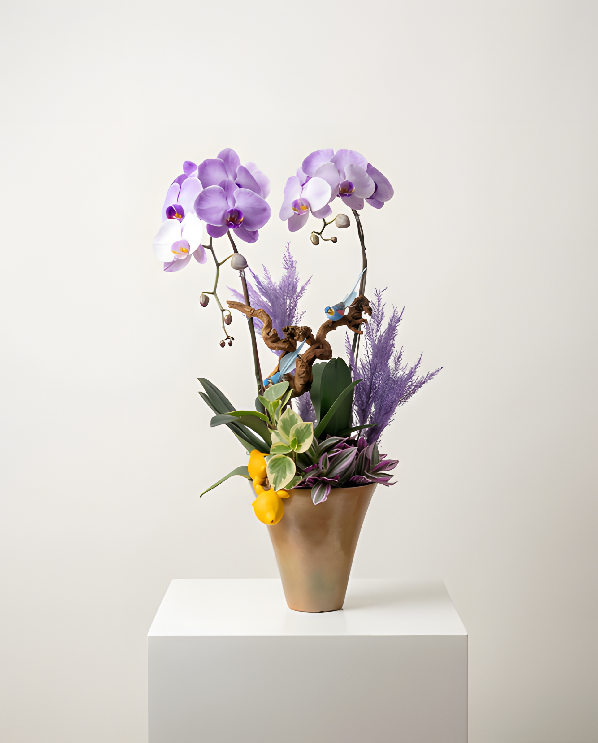 紫氣東來・銅金盆蘭