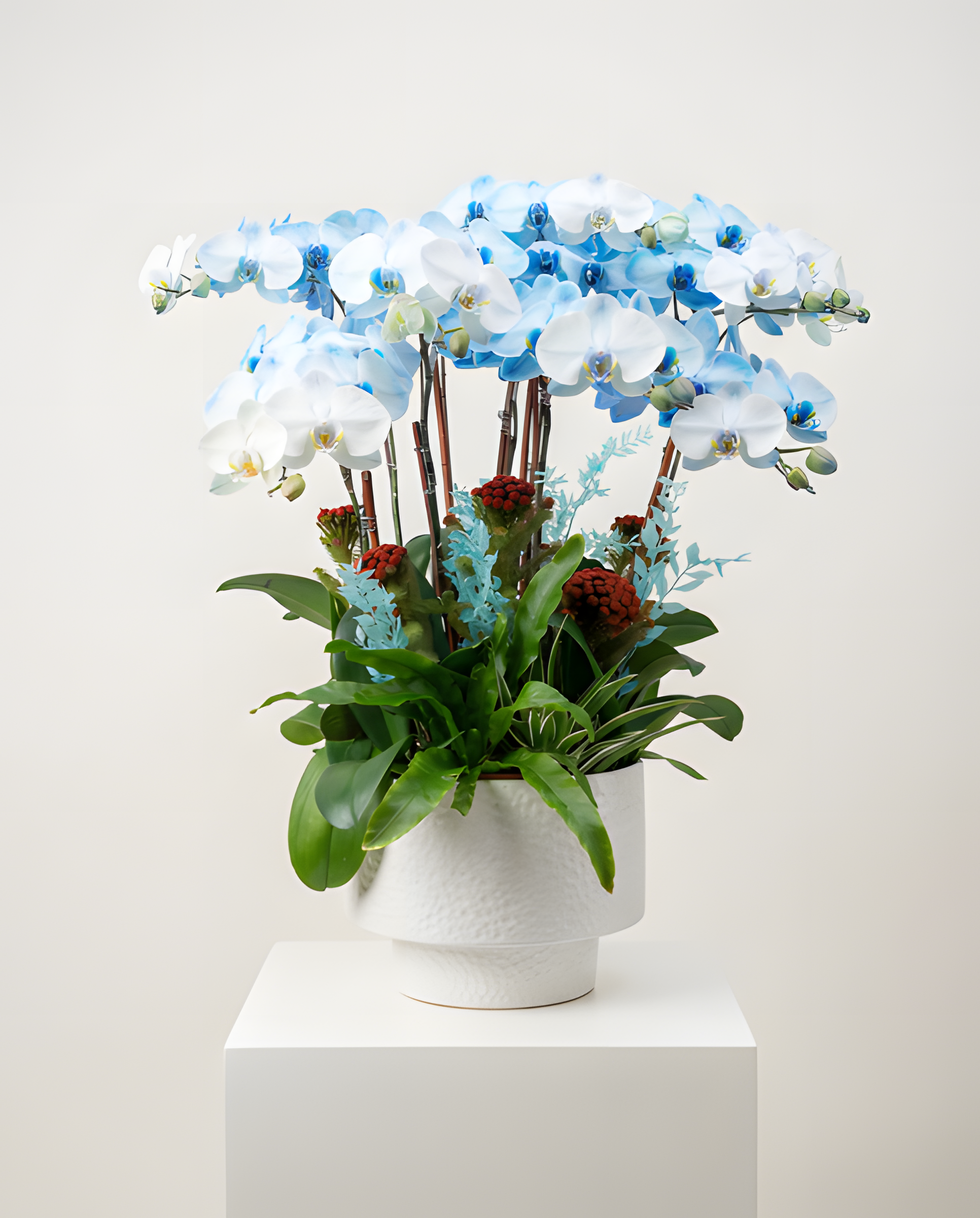 藍天福運・白紋陶盆蘭