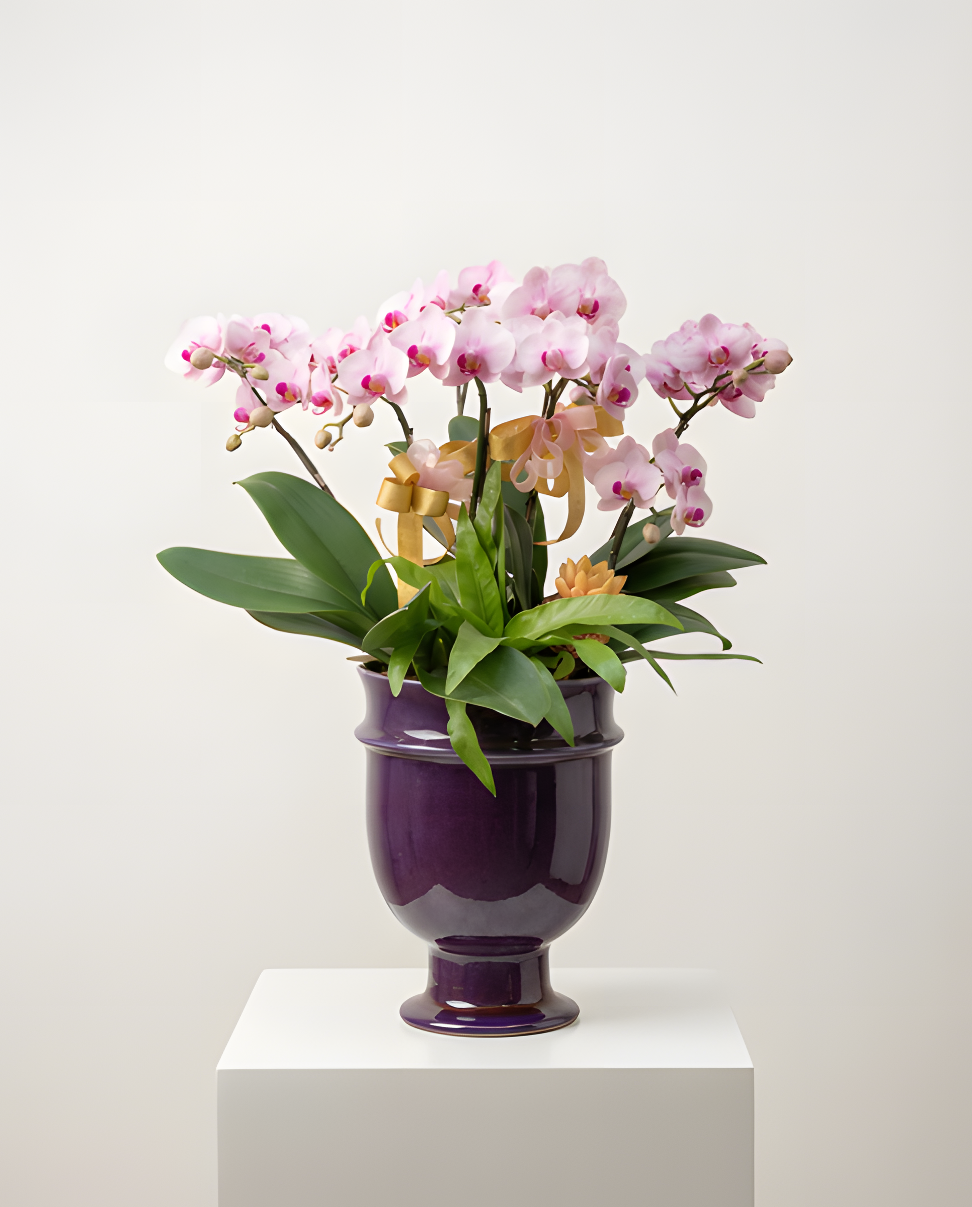 粉嬌富貴・紫玉盆蘭