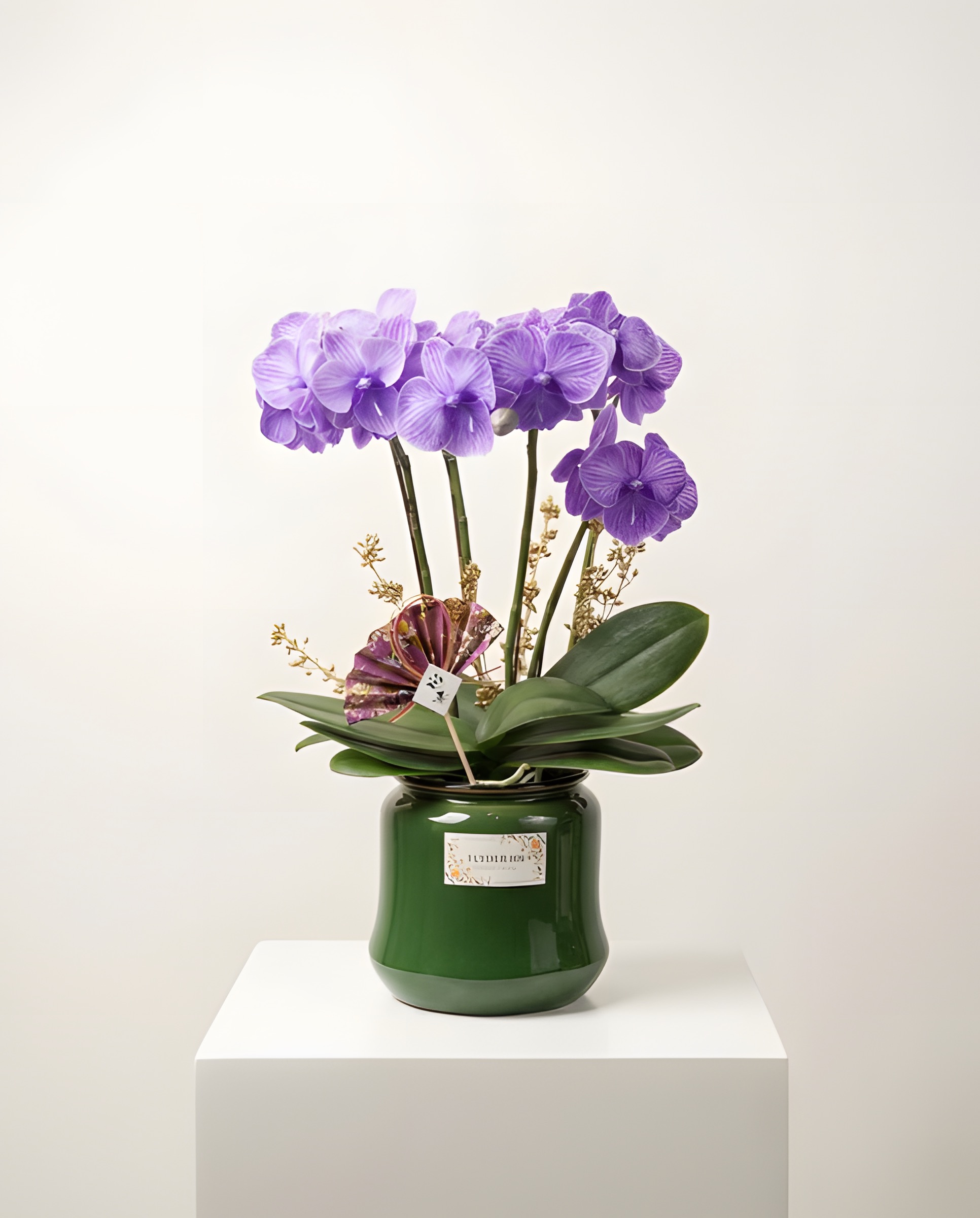 紫韻華貴・翠綠陶盆蘭