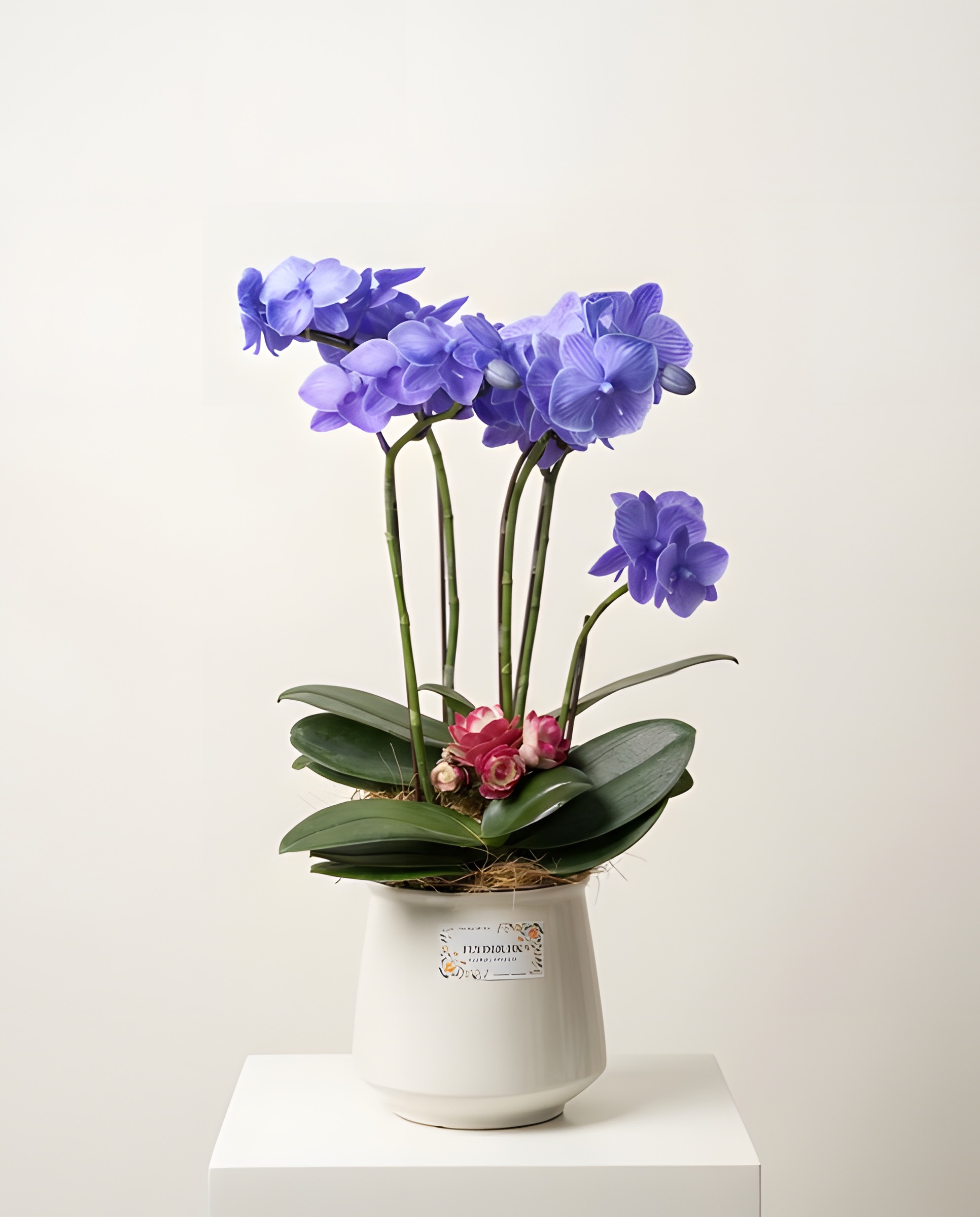 藍夢富貴・米白陶盆蘭