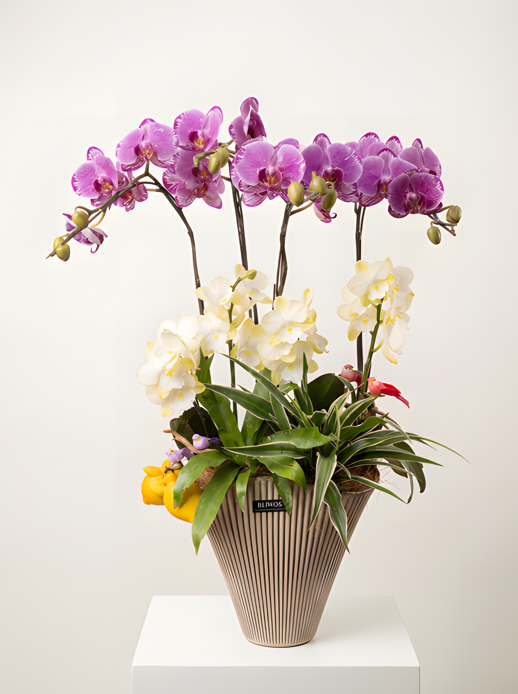 繁花似錦・蝶影粉白蘭