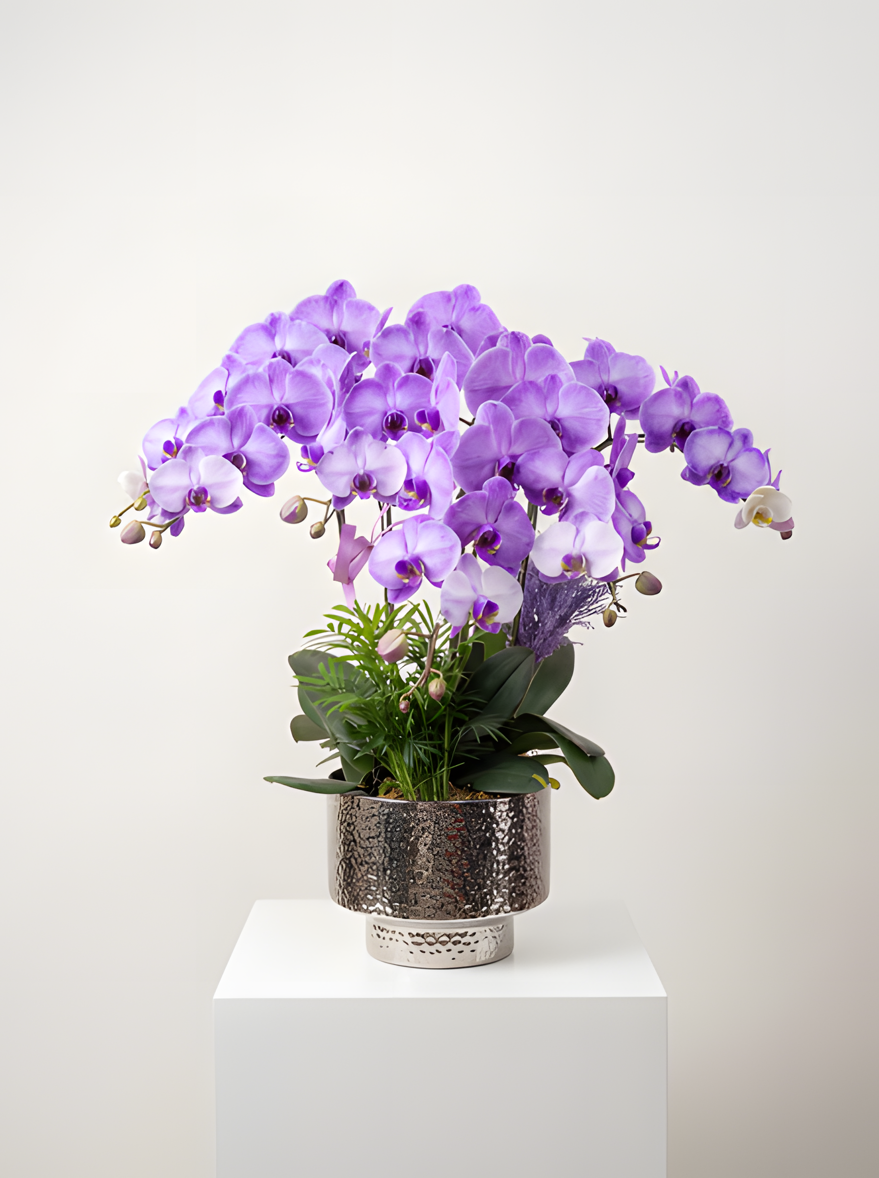 紫氣東來・典雅薰衣蘭(六菖)