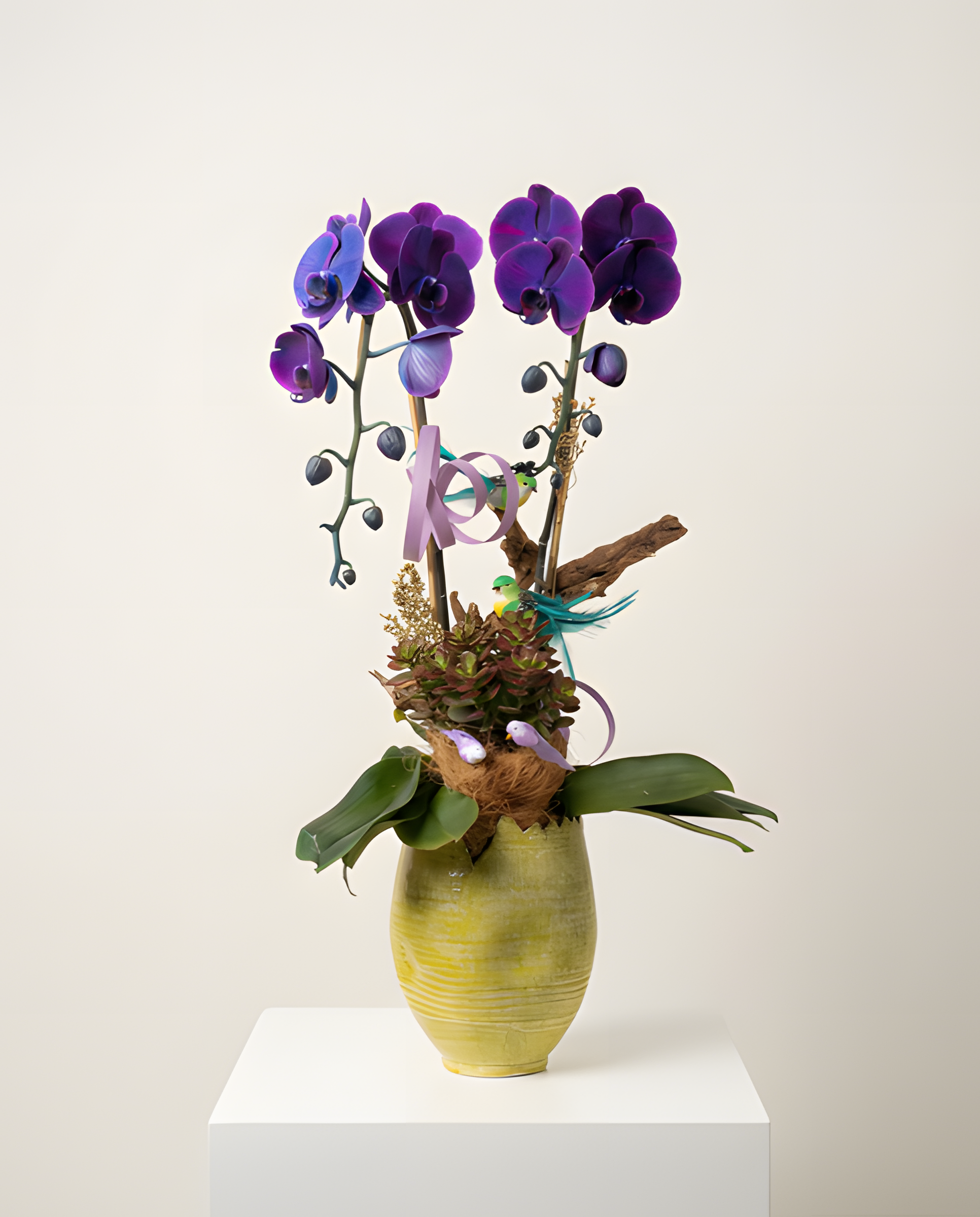 傲視群芳・尊貴深紫蘭