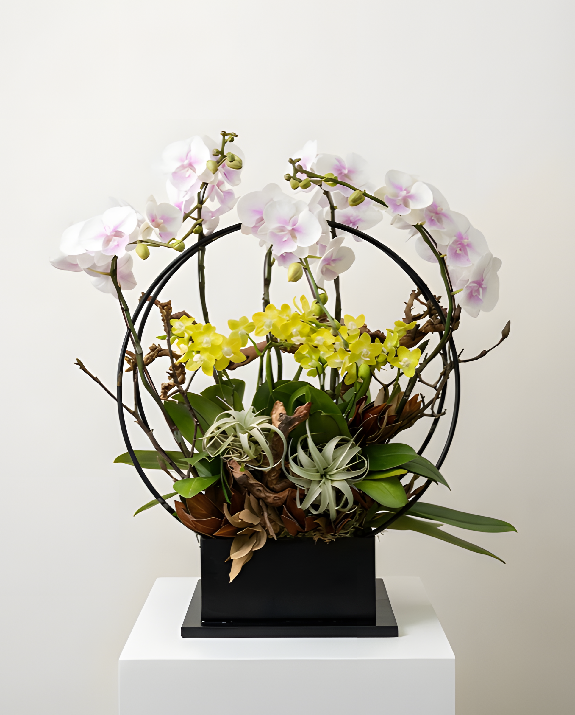 冰清玉潔・月光白粉蘭