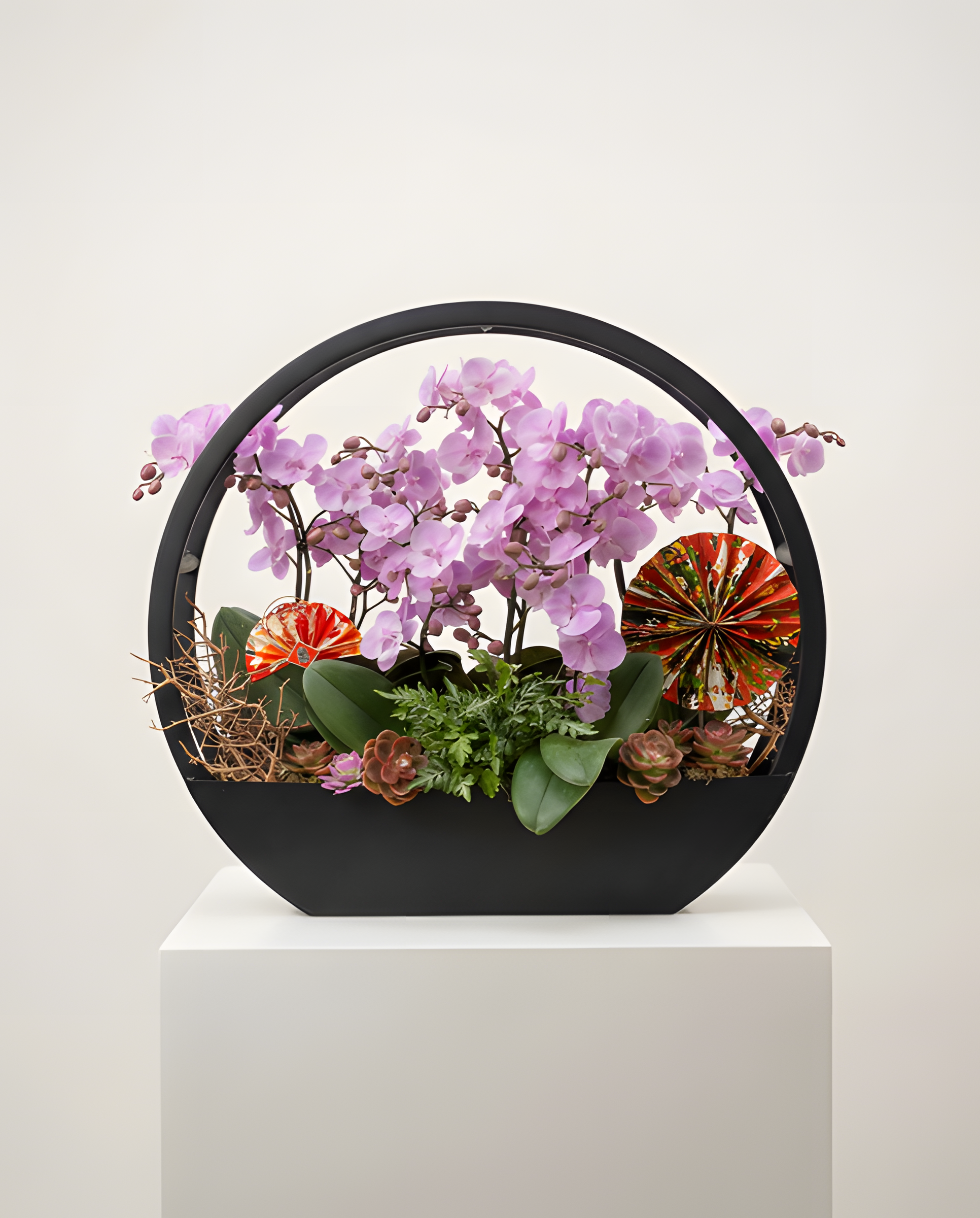 現代黑環・蝴蝶蘭藝盆