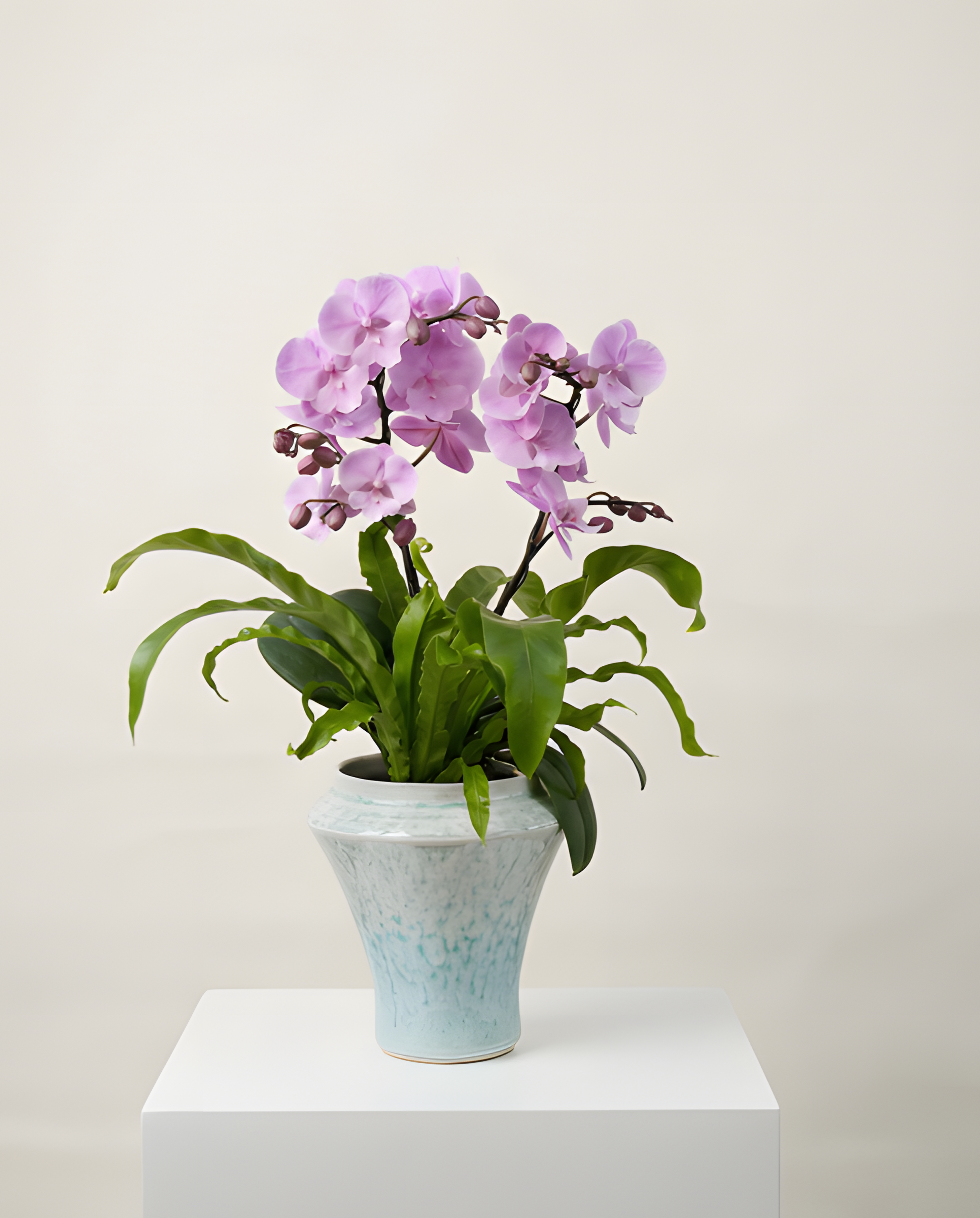 輕奢青瓷・蝴蝶蘭花藝