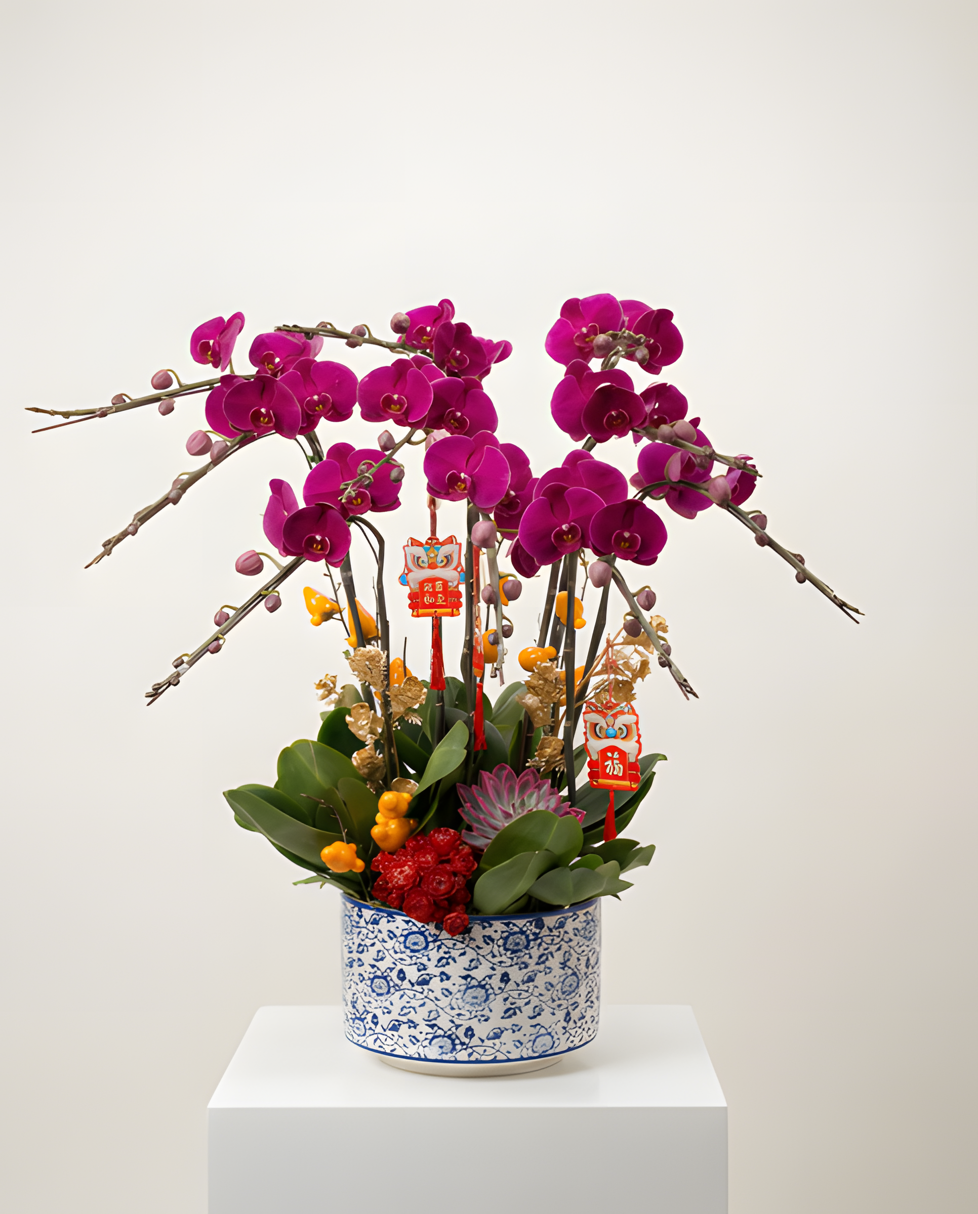 10昌大辣手・紫紅蝴蝶蘭迎春盆栽