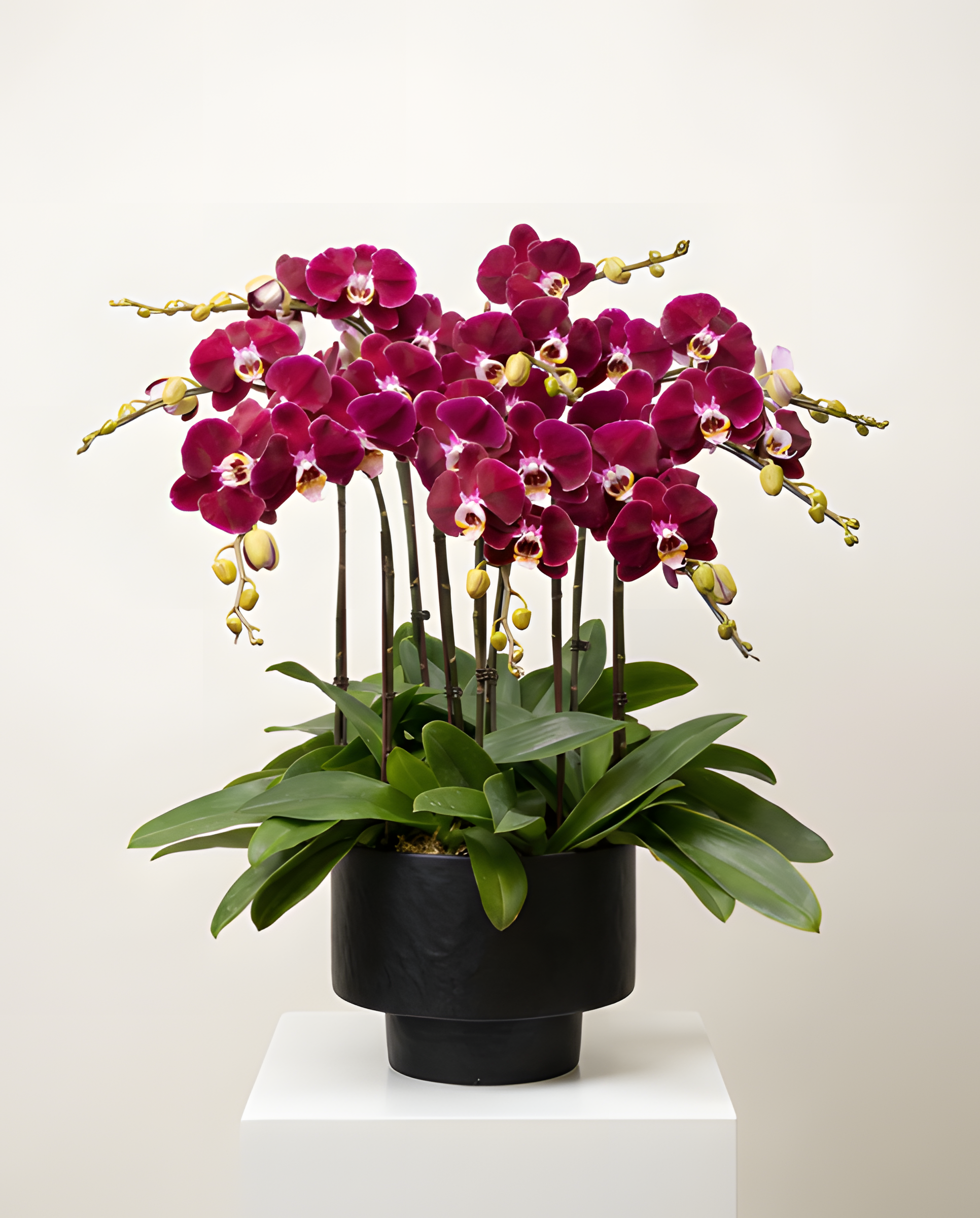 極致尊貴・黑鑽深紫蘭