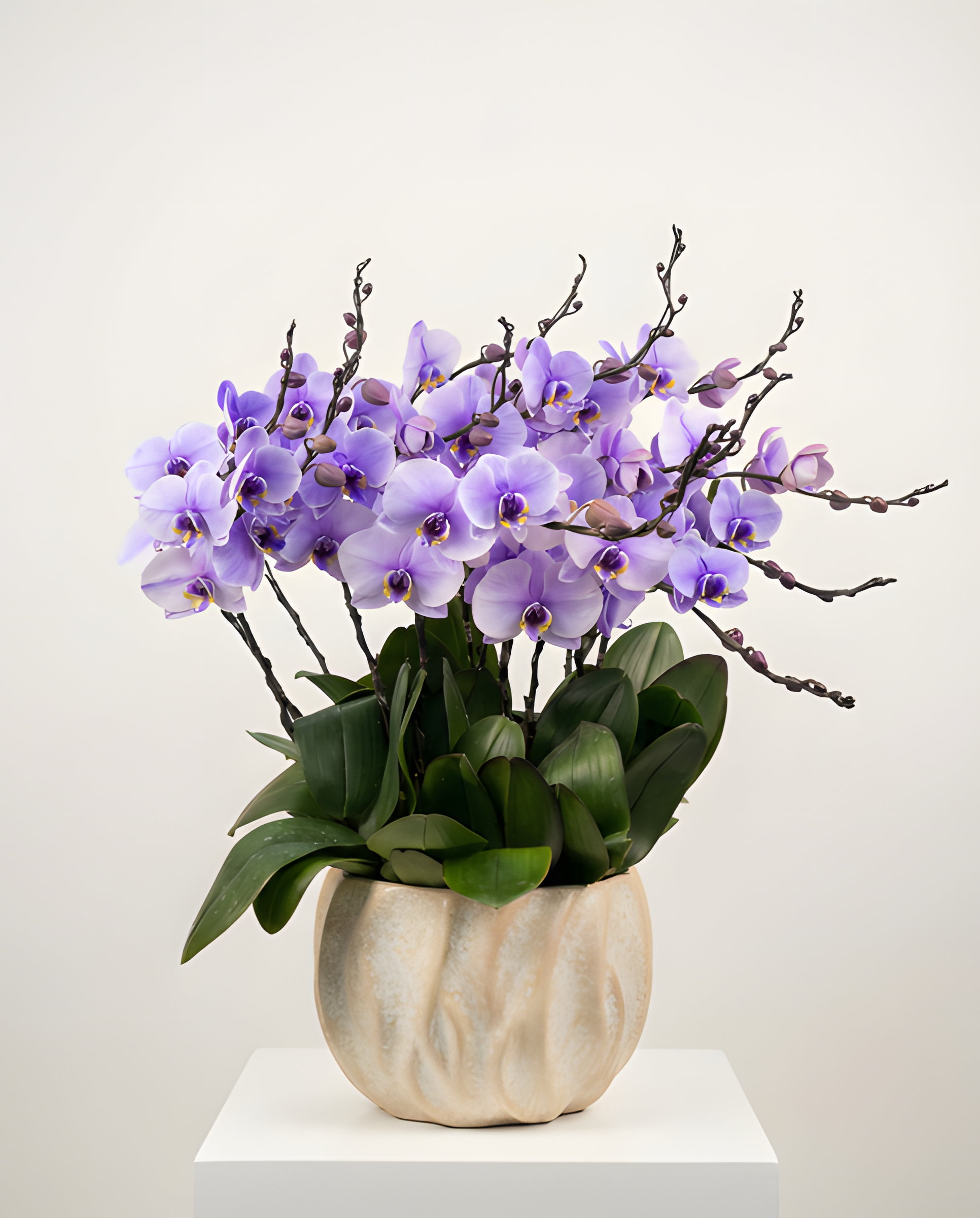 花開富貴・圓滿紫蘭